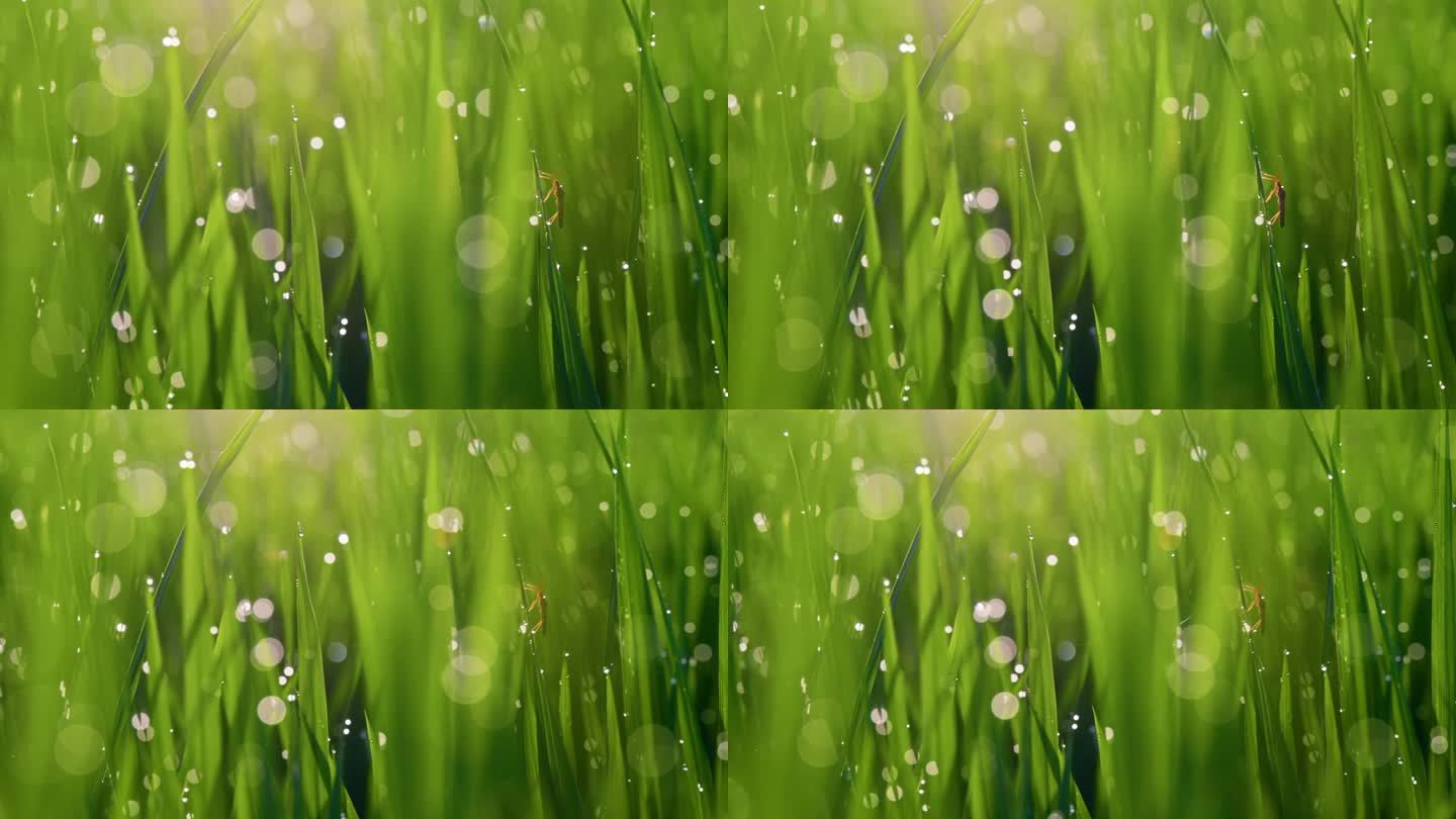 绿草与露珠和昆虫的超微距镜头。清晨日出时湿草的散景拍摄