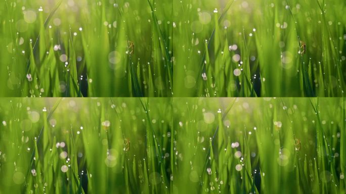 绿草与露珠和昆虫的超微距镜头。清晨日出时湿草的散景拍摄