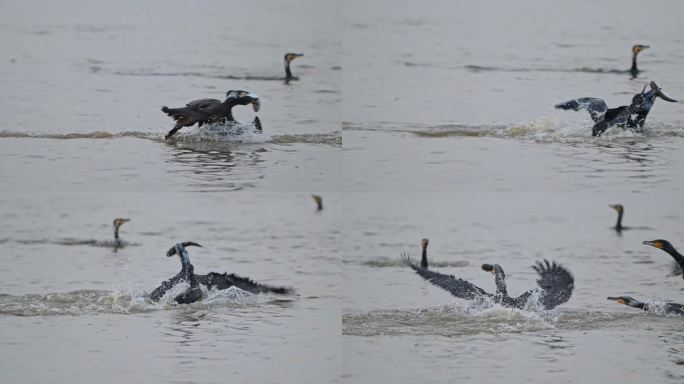 深圳湾候鸟2