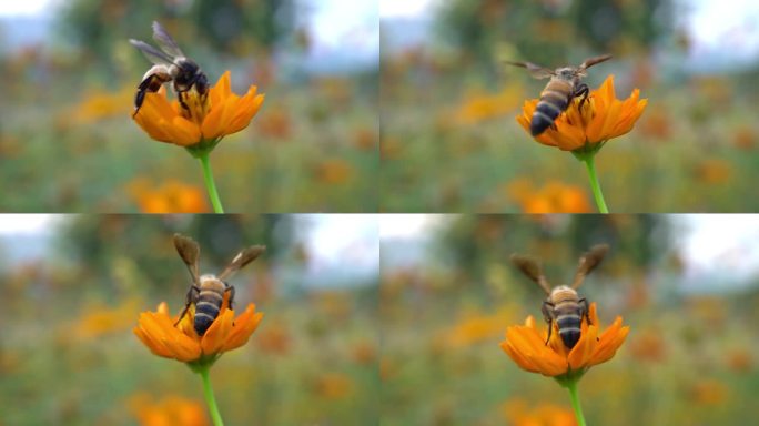 蜜蜂在黄色的宇宙花上