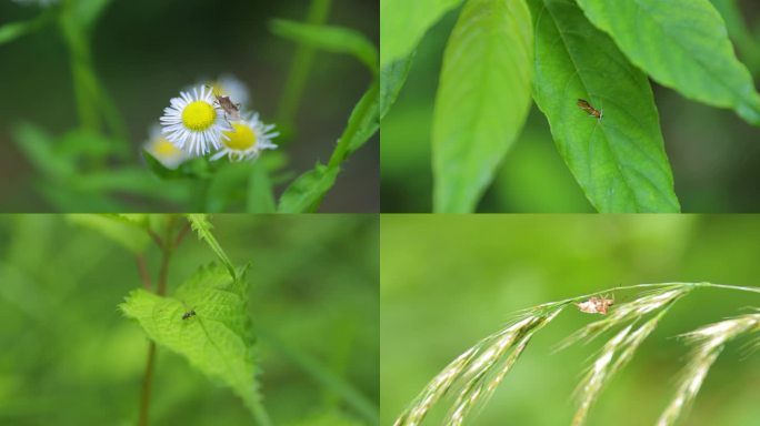 森林里各种小昆虫