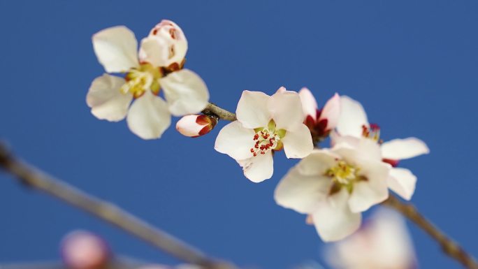 花开   桃花开 花开 春天花开