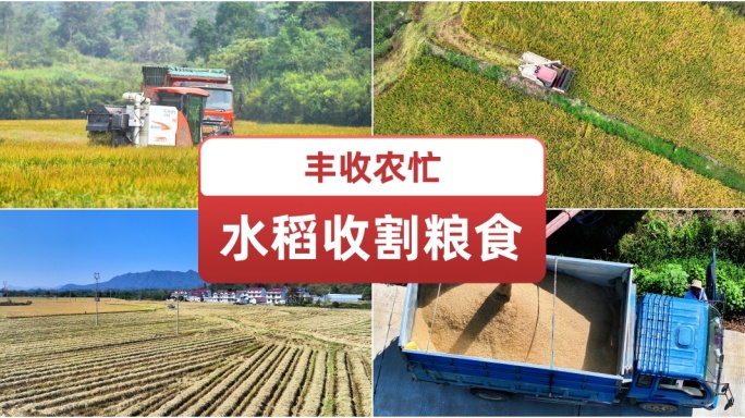 水稻收割粮食丰收农忙 水稻成熟 农村秋收