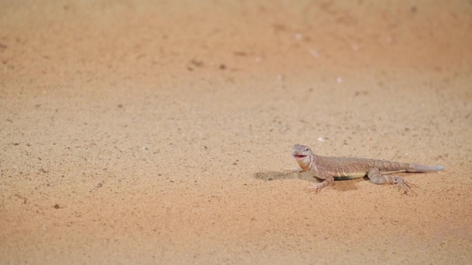 爬行动物在沙漠中航行:飞机穿越沙质景观