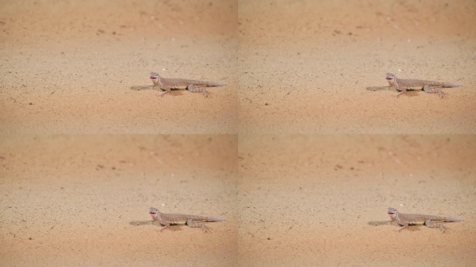 爬行动物在沙漠中航行:飞机穿越沙质景观