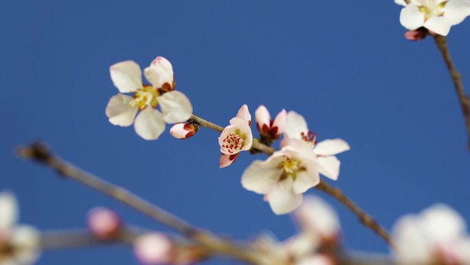 4K春天桃花花开 花开特写 花开延时