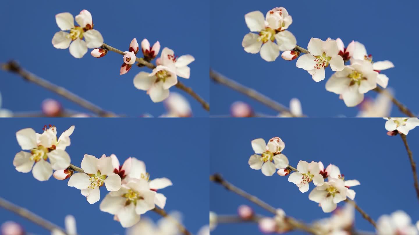 4K春天桃花花开 花开特写 花开延时