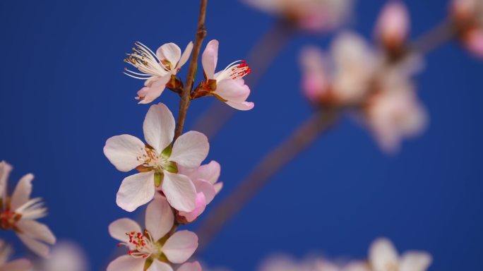 花开延时特写桃花花开过程春天春暖花开