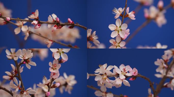 花开延时特写桃花花开过程春天春暖花开