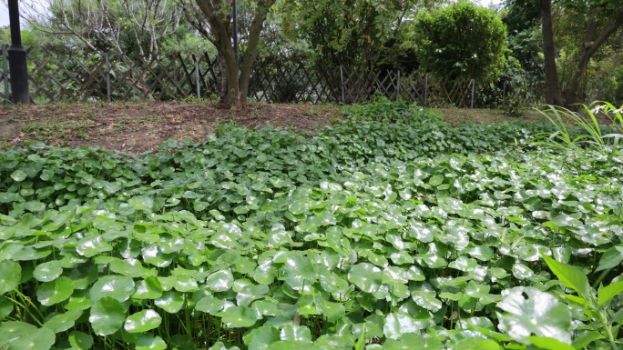 金钱草、铺地莲