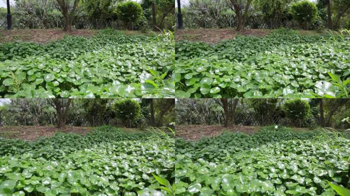 金钱草、铺地莲