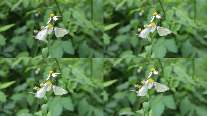 粉蝶在鬼针草花朵上吸蜜