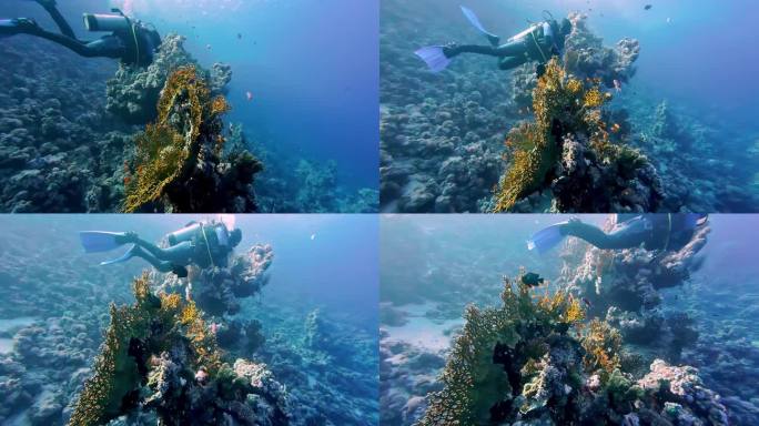 潜水员带着通气管套件游过埃及红海水下的珊瑚礁