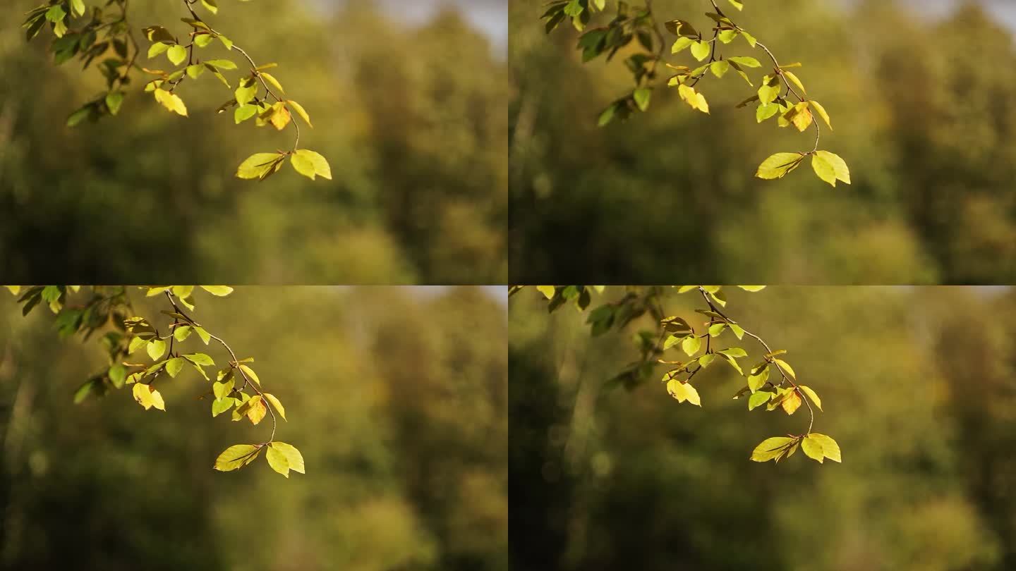 在德国下萨克森州汉诺威的森林里，一棵落叶树的树枝在暴风雨的日子里随风摇曳