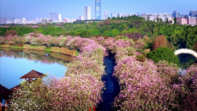 航拍广州海珠湿地紫荆花美丽景色二