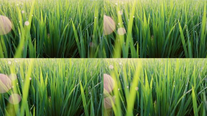 镜头在有水滴的湿草地上移动。绿稻芽带露珠，云台镜头。早晨的稻田