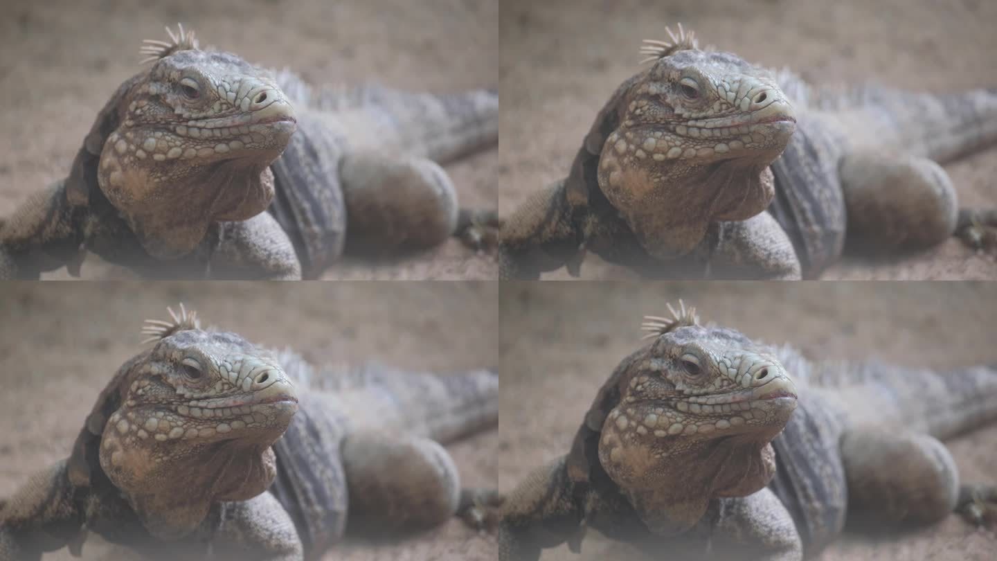 陆生蜥蜴的微距摄影，一种有鳞爬行动物
