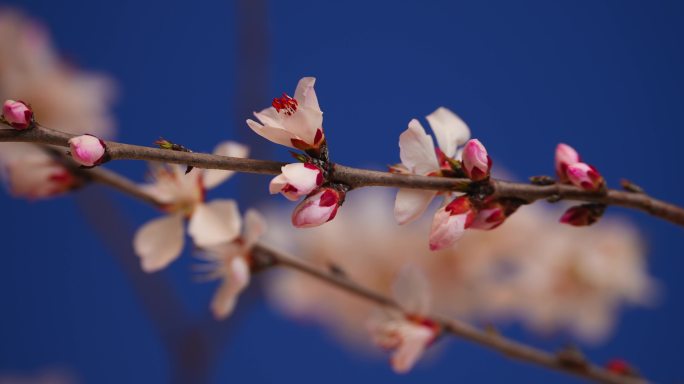 花开延时特写桃花花开过程春天春暖花开