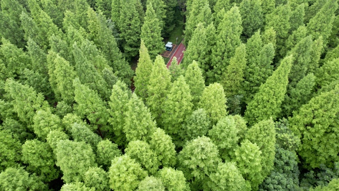 航拍大片绿色的树林和林中小路与木屋