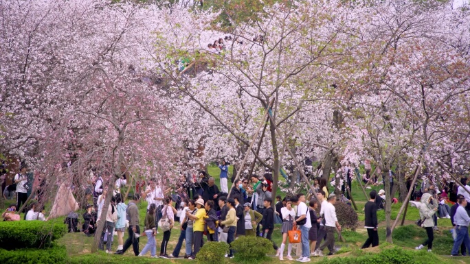 樱花园樱花盛开游客众多