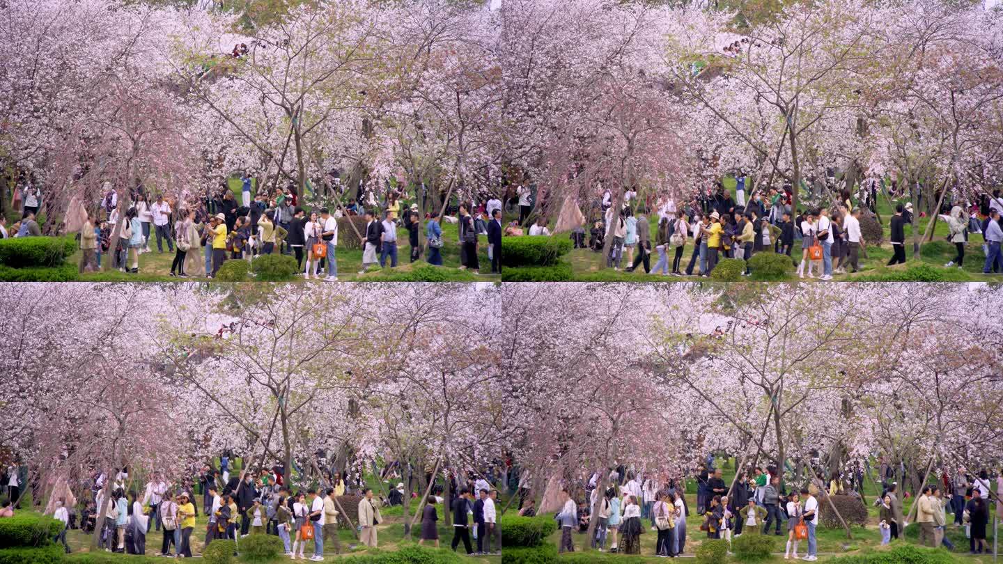 樱花园樱花盛开游客众多