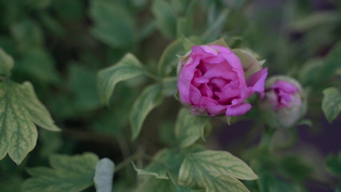 鲜花花朵盛开视频苏擦i