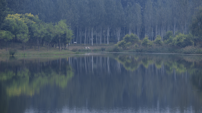 阴天自然风光湿地静谧湖面鸟类栖息地