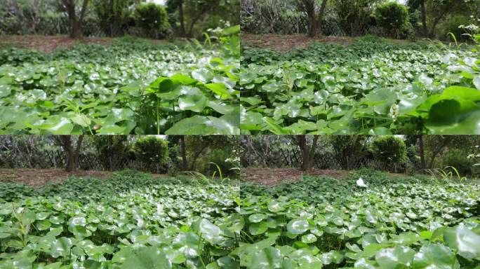 金钱草、铺地莲