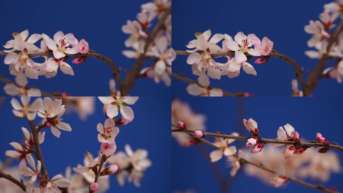 花开延时特写桃花花开过程春天春暖花开