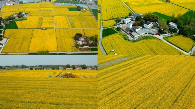 原创4k高清航拍春天油菜花海