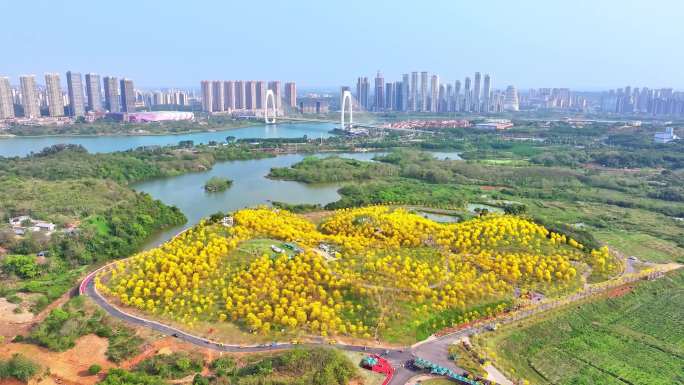 南宁青秀山黄花风铃航拍视频素材