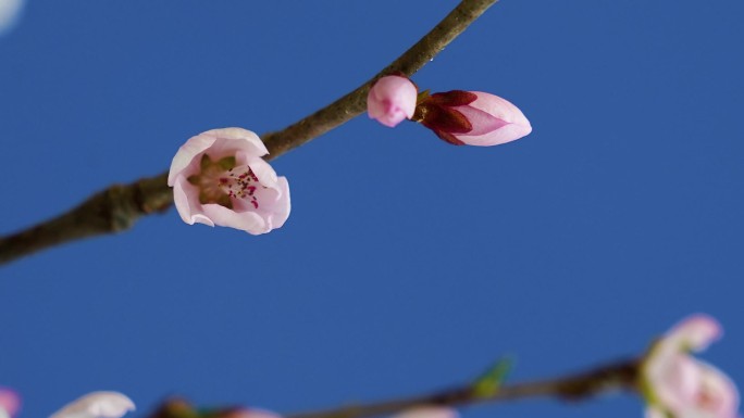 春天桃花花开 花开特写 花开延时