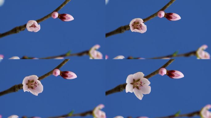 春天桃花花开 花开特写 花开延时