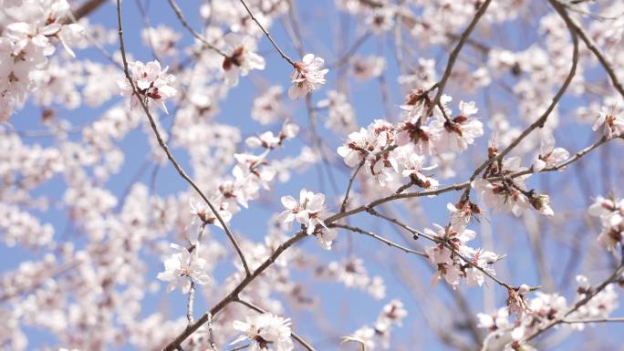 春日桃花