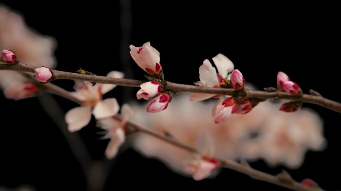 特写桃花花开花朵春天春暖花开花瓣花开延时