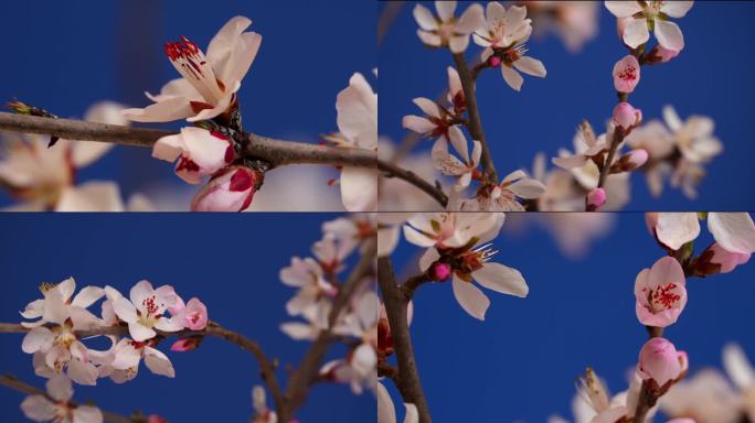 花开延时特写桃花花开过程春天春暖花开