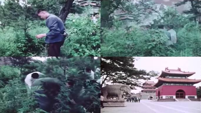 60年代的中医采药视频