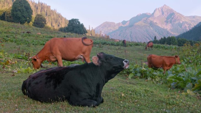 一只大黑牛享受着山上的空气