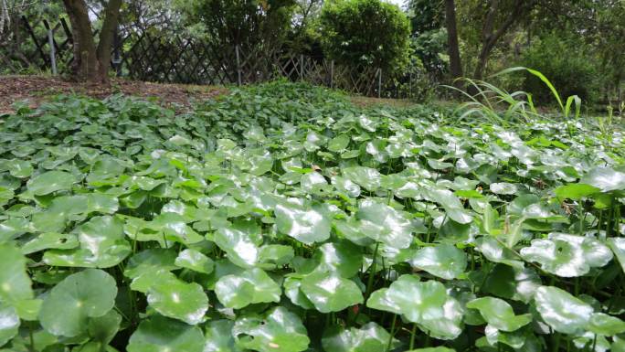 金钱草、铺地莲