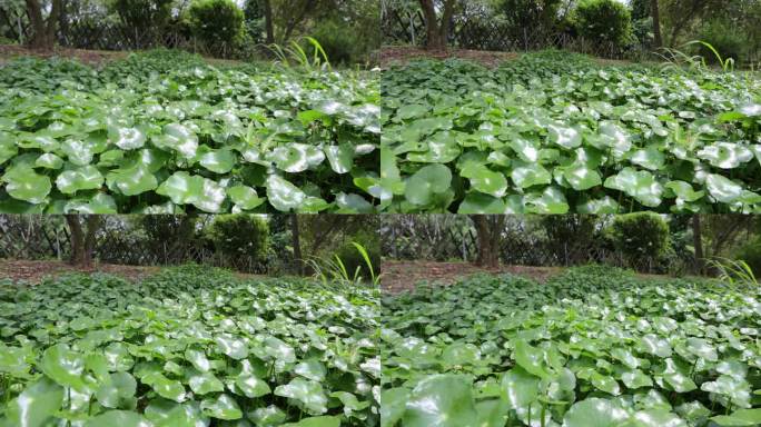 金钱草、铺地莲