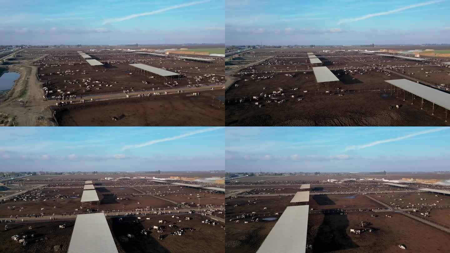 从上方俯瞰养牛场，鸟瞰饲养场的牛群