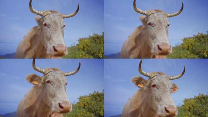 葡萄牙马德拉岛，长着大角的牛在无人看管的情况下漫步在丘陵和山脉中