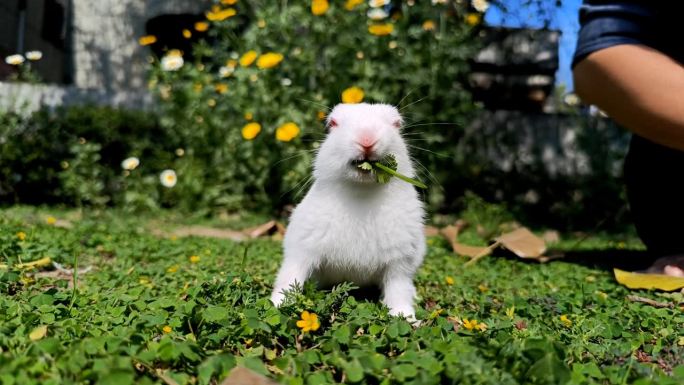 小白兔正在吃绿香菜(芫荽叶)