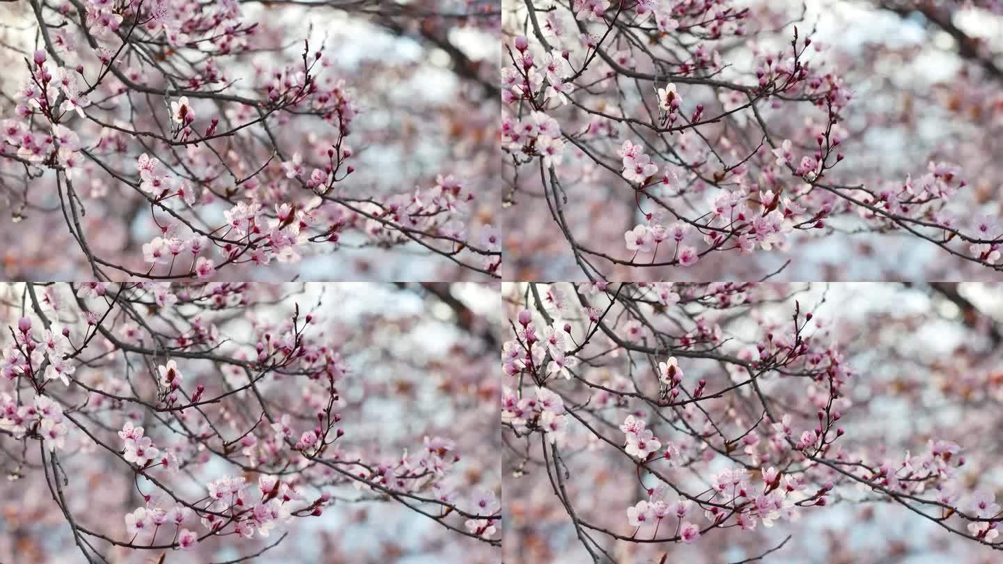 春天的樱花之舞