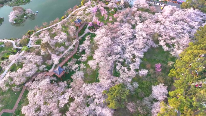 4k航拍武汉东湖樱花园