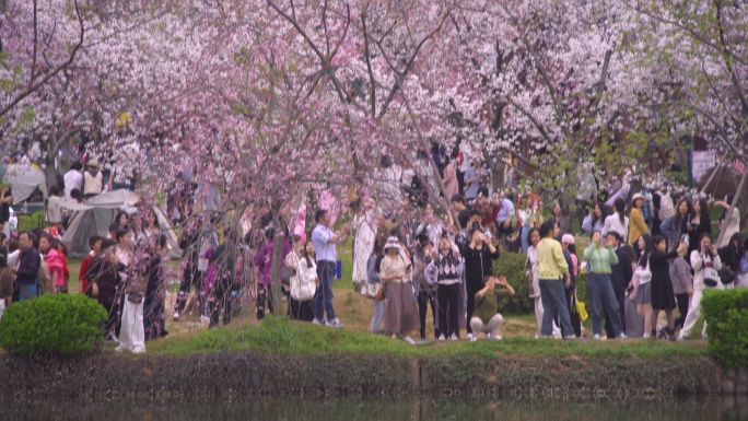 樱花绽放游客众多