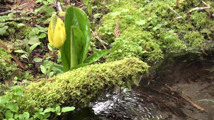 雨林中的一条小溪，苔藓和蕨类植物沿着水边生长。美国华盛顿州