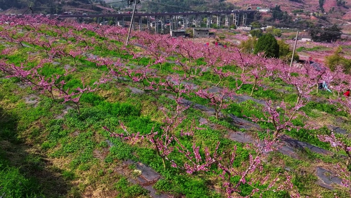 成都龙泉山桃花