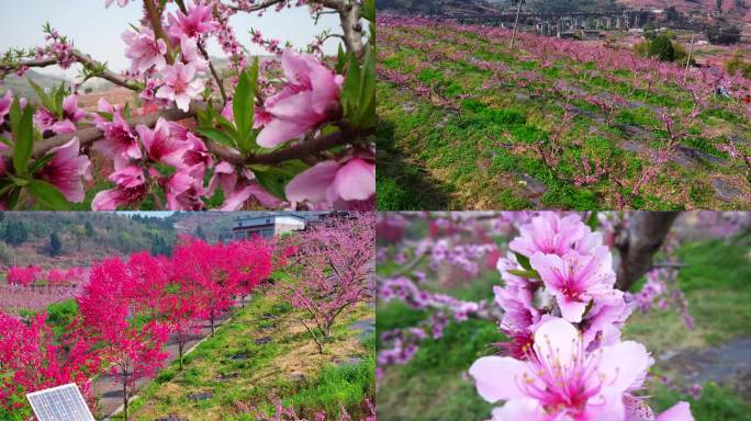 成都龙泉山桃花