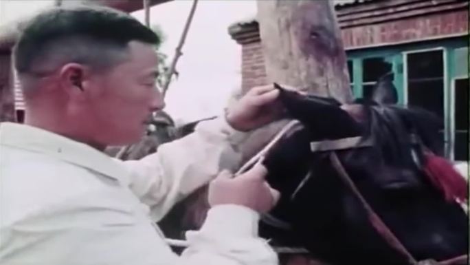 60年代的中国乡村兽医医生影像